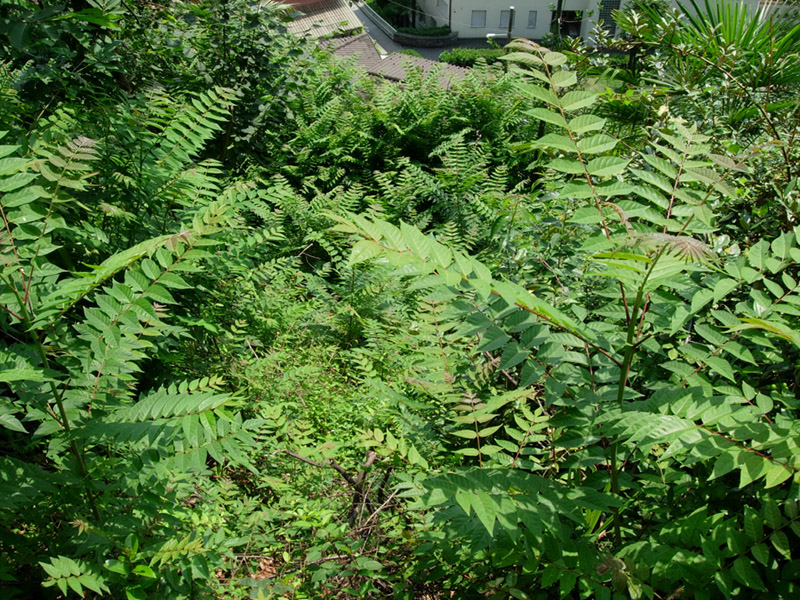 Götterbaum (Ailanthus altissima) 